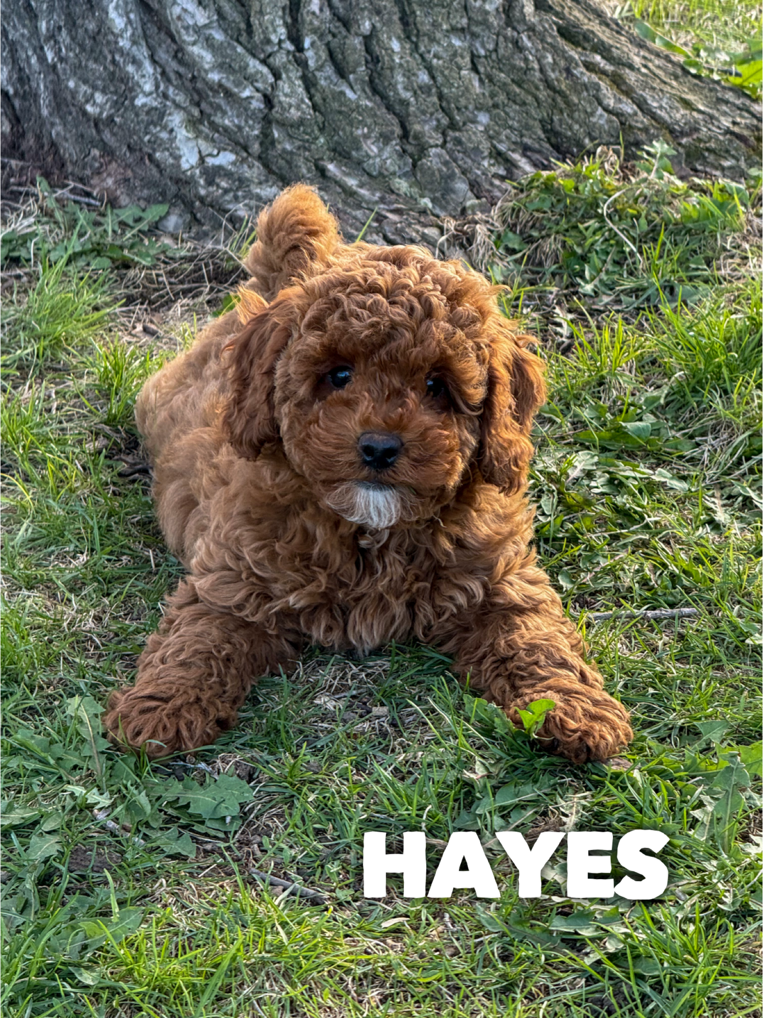 Hayes 1